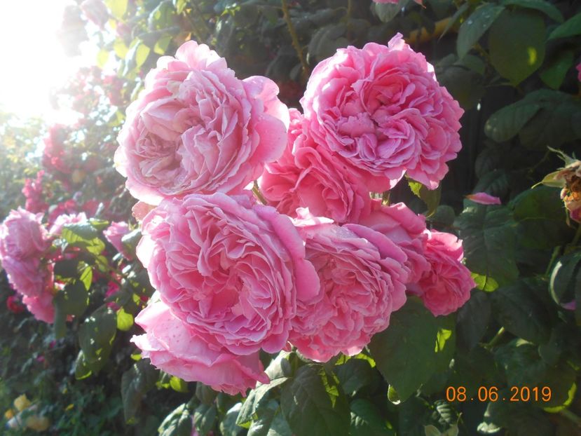  - Madame Isaac Pereire