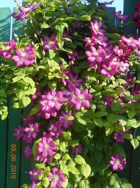  - 2Clematite 2019