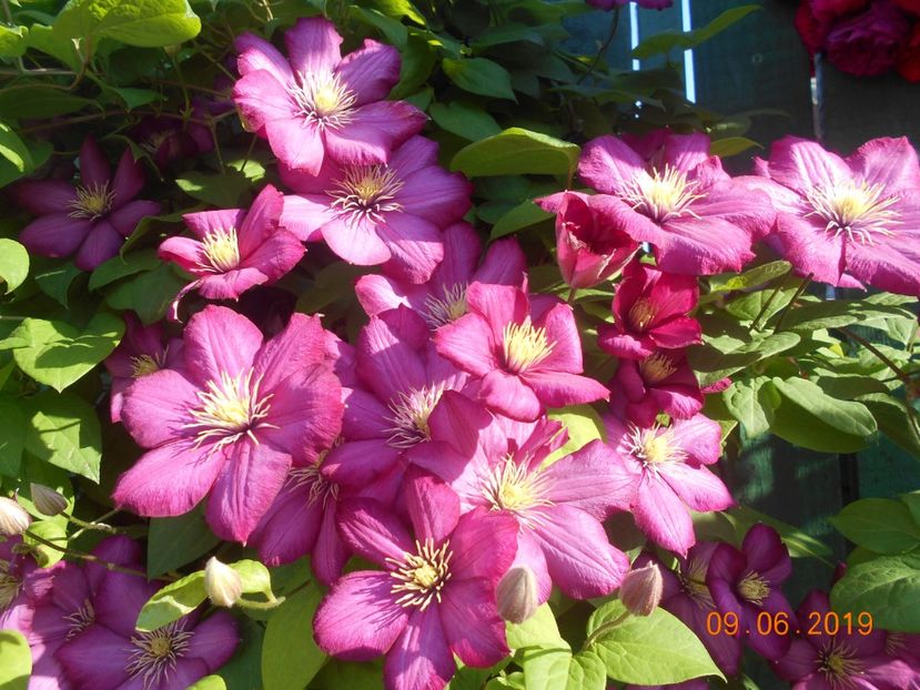 - 2Clematite 2019