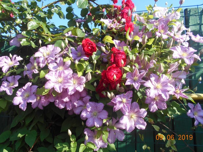  - 2Clematite 2019