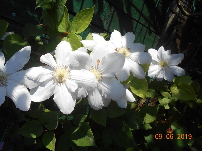  - 2Clematite 2019