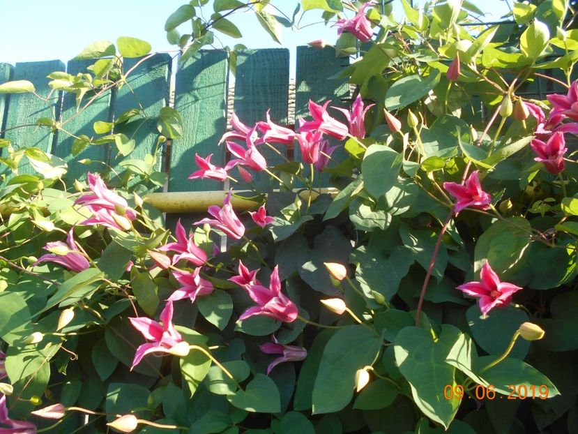  - 2Clematite 2019