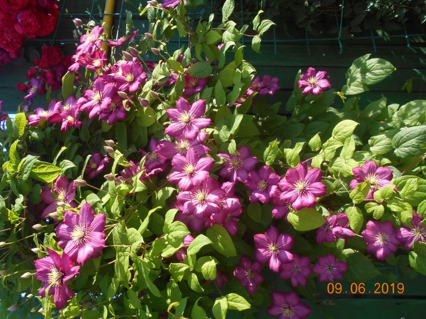  - 2Clematite 2019
