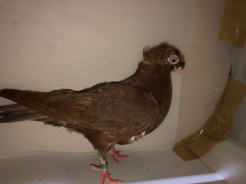 6843  femelă  2019_1 - pui 2019 BM