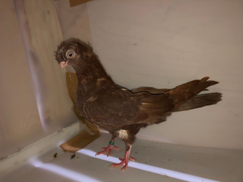 6843  femelă  2019_2 - pui 2019 BM