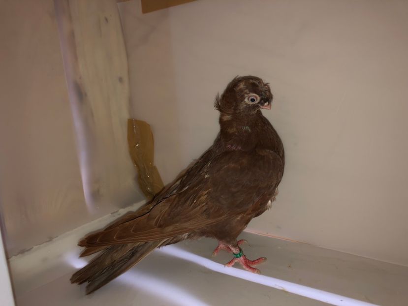 6843  femelă  2019_3 - pui 2019 BM