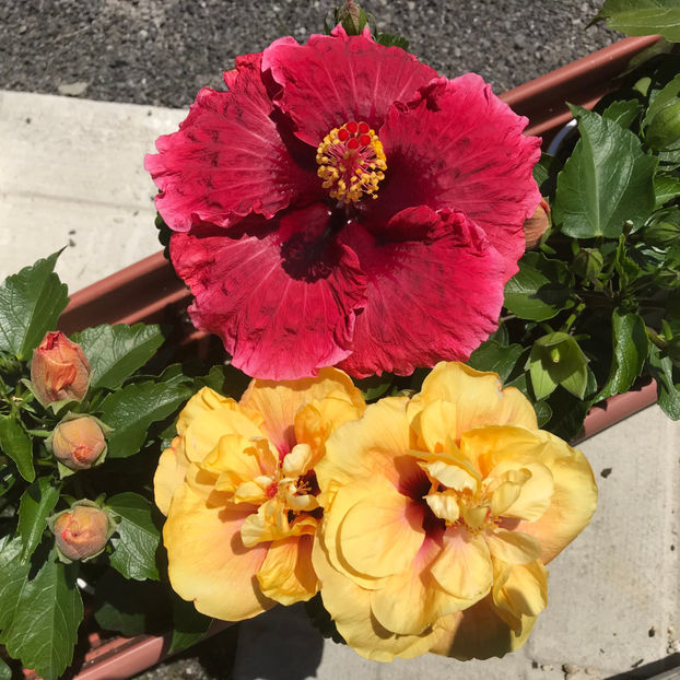  - Jurnalul gradinii 2019