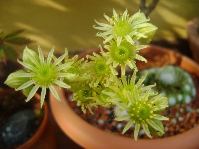 Sempervivum - Primavara 2019