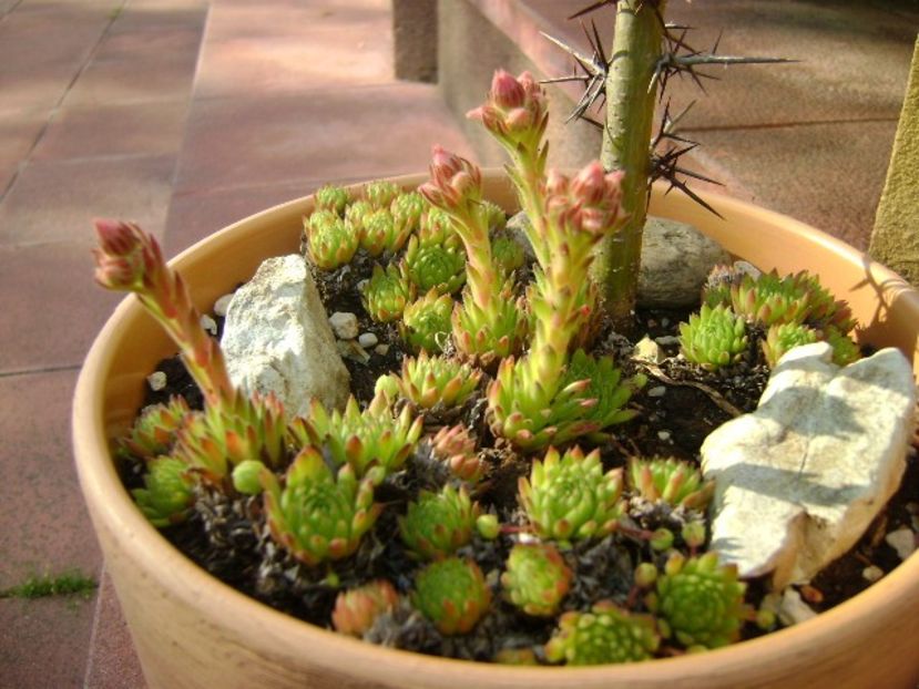 Sempervivum - Primavara 2019