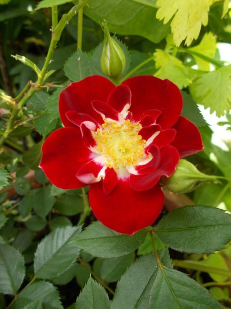 Wonderful News - Gradina mea 2019