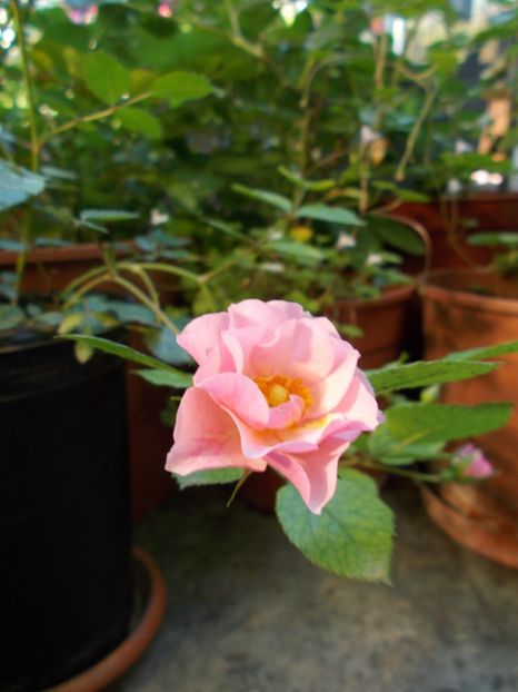 Carmen - Gradina mea 2019