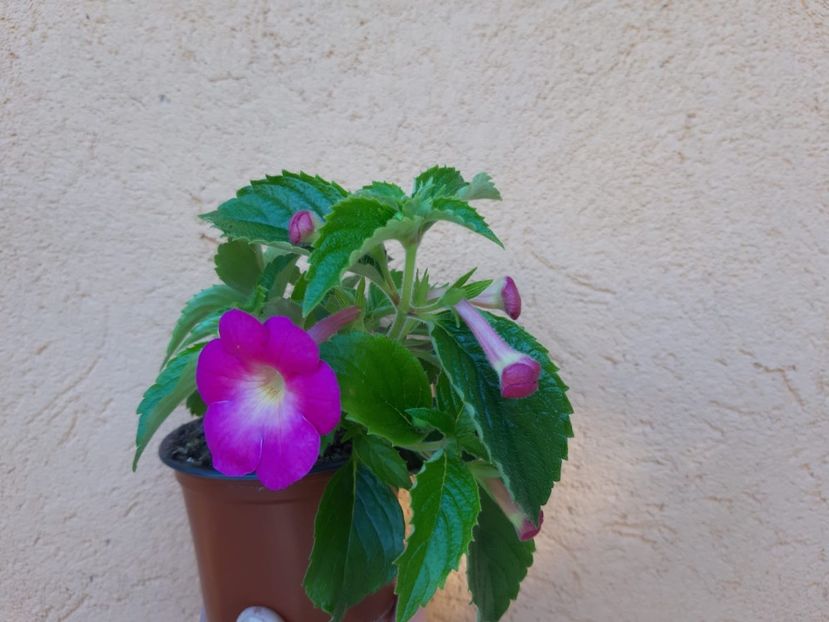 BriD’s Monique - Achi din semințe BriDs 2019