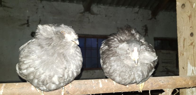  - 000 poze noi iunie 2019