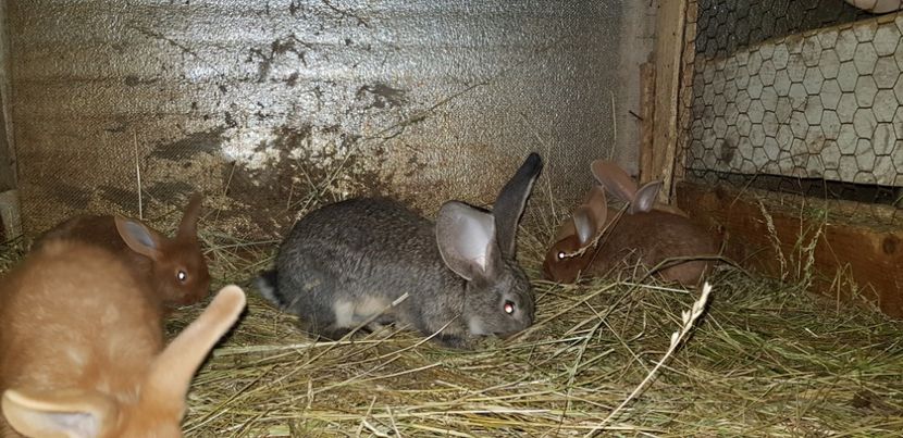  - 000 poze noi iunie 2019