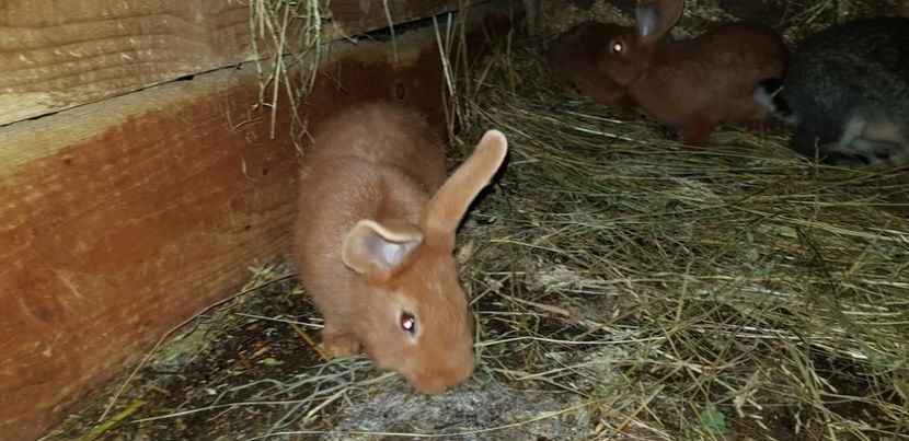  - 000 poze noi iunie 2019