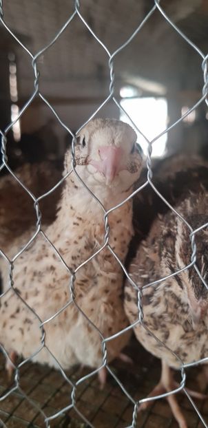 20190609_191445(0) - 000 poze noi iunie 2019