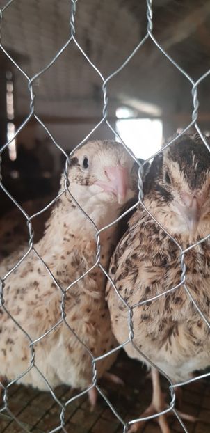  - 000 poze noi iunie 2019