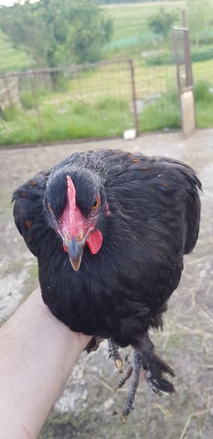  - 000 poze noi iunie 2019