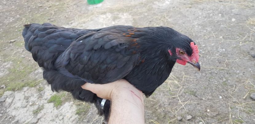  - 000 poze noi iunie 2019