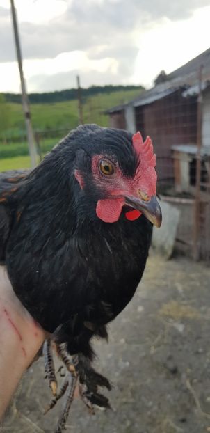  - 000 poze noi iunie 2019