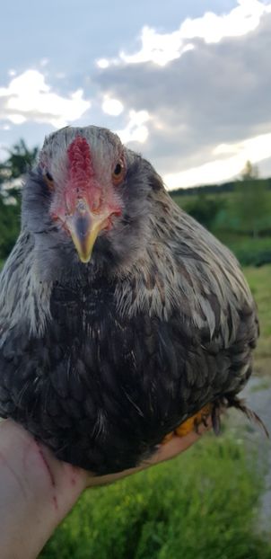  - 000 poze noi iunie 2019