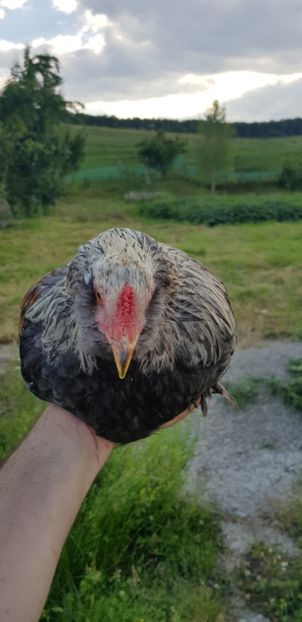  - 000 poze noi iunie 2019