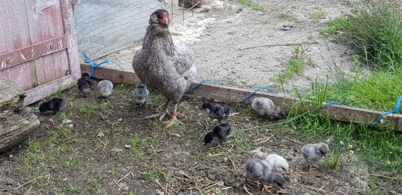  - 000 poze noi iunie 2019