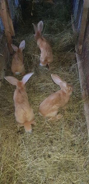  - 000 poze noi iunie 2019