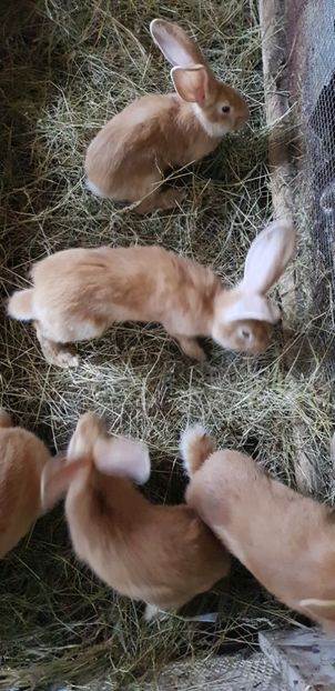  - 000 poze noi iunie 2019