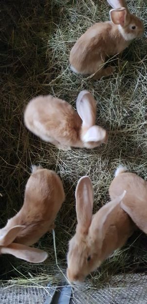  - 000 poze noi iunie 2019