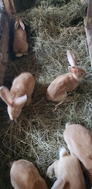  - 000 poze noi iunie 2019