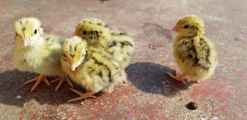  - 000 poze noi iunie 2019