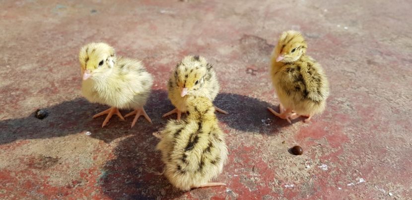 20190608_091812(0) - 000 poze noi iunie 2019