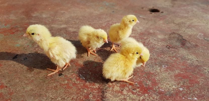  - 000 poze noi iunie 2019