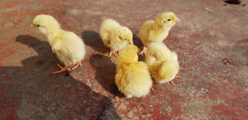  - 000 poze noi iunie 2019