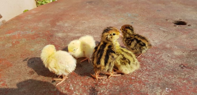  - 000 poze noi iunie 2019