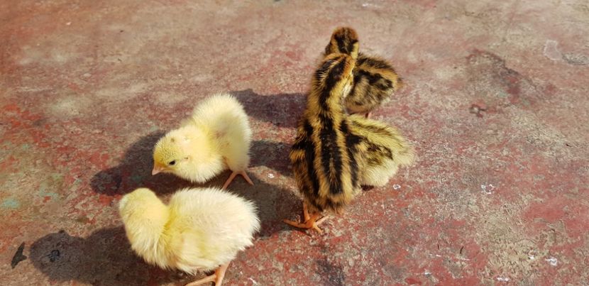  - 000 poze noi iunie 2019