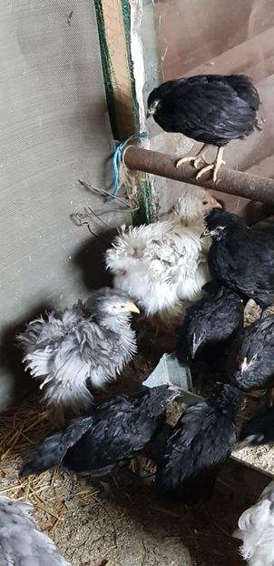  - 000 poze noi iunie 2019