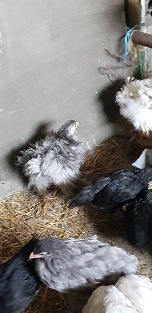  - 000 poze noi iunie 2019