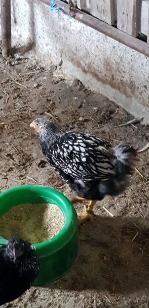  - 000 poze noi iunie 2019