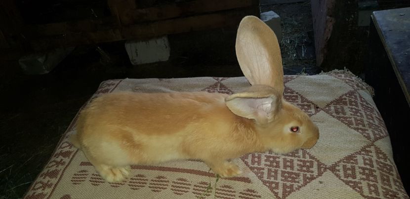  - 000 poze noi iunie 2019