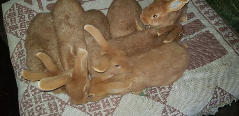  - 000 poze noi iunie 2019