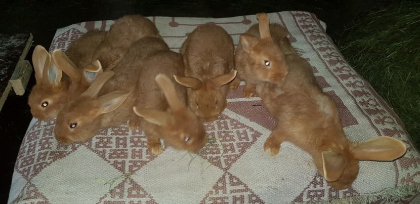  - 000 poze noi iunie 2019