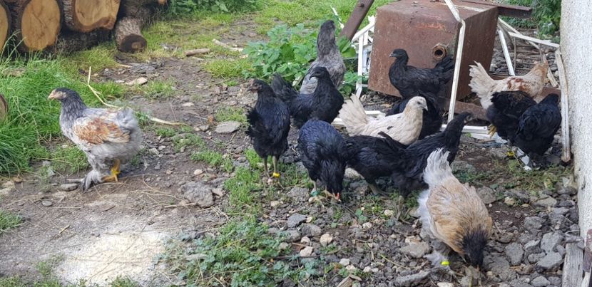  - 000 poze noi iunie 2019