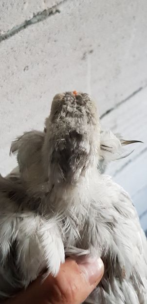  - 000 poze noi iunie 2019