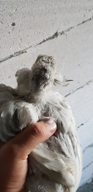  - 000 poze noi iunie 2019