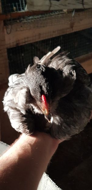  - 000 poze noi iunie 2019