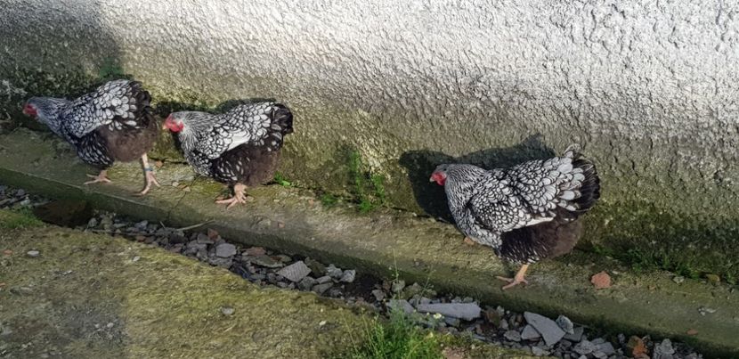  - 000 poze noi iunie 2019