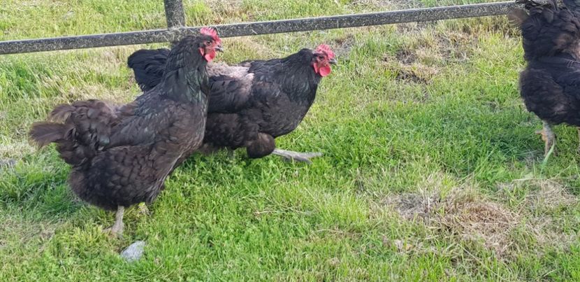  - 000 poze noi iunie 2019