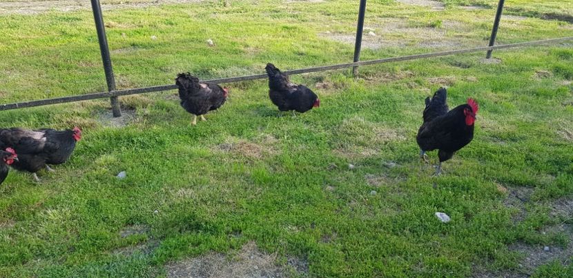  - 000 poze noi iunie 2019